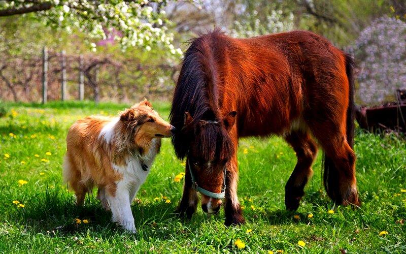 Dog and Pony in Field
