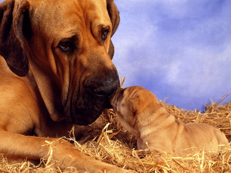 Dog and puppy nuzzle on hay