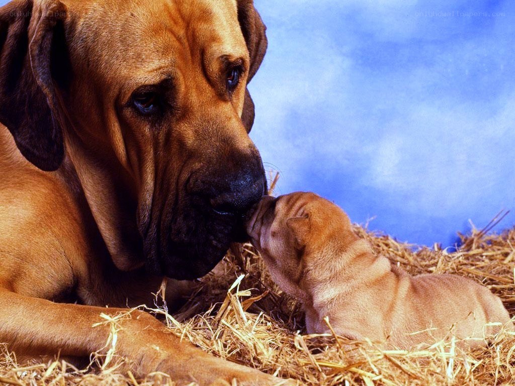 Dog and puppy nuzzling