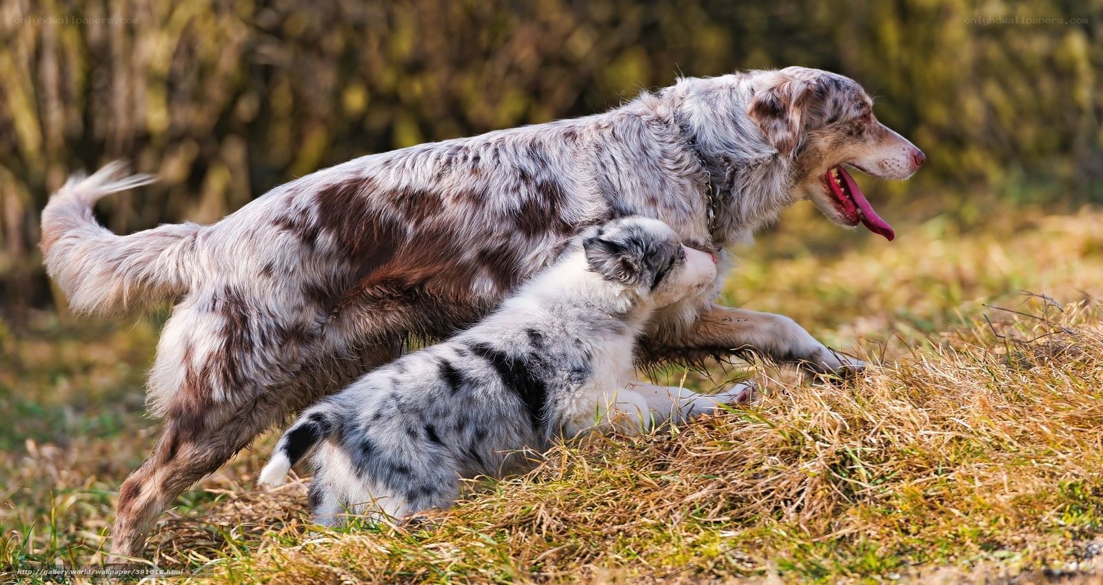 dog and puppy playing outdoors