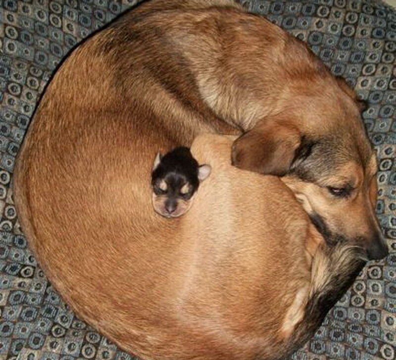 Dog and Puppy Sleeping