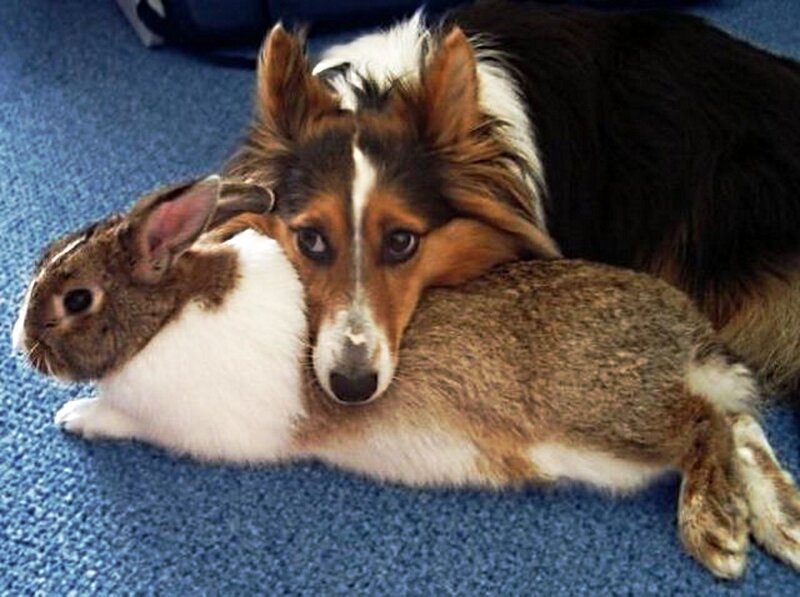 Dog and Rabbit Cuddling