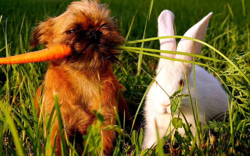 Dog and Rabbit Eating