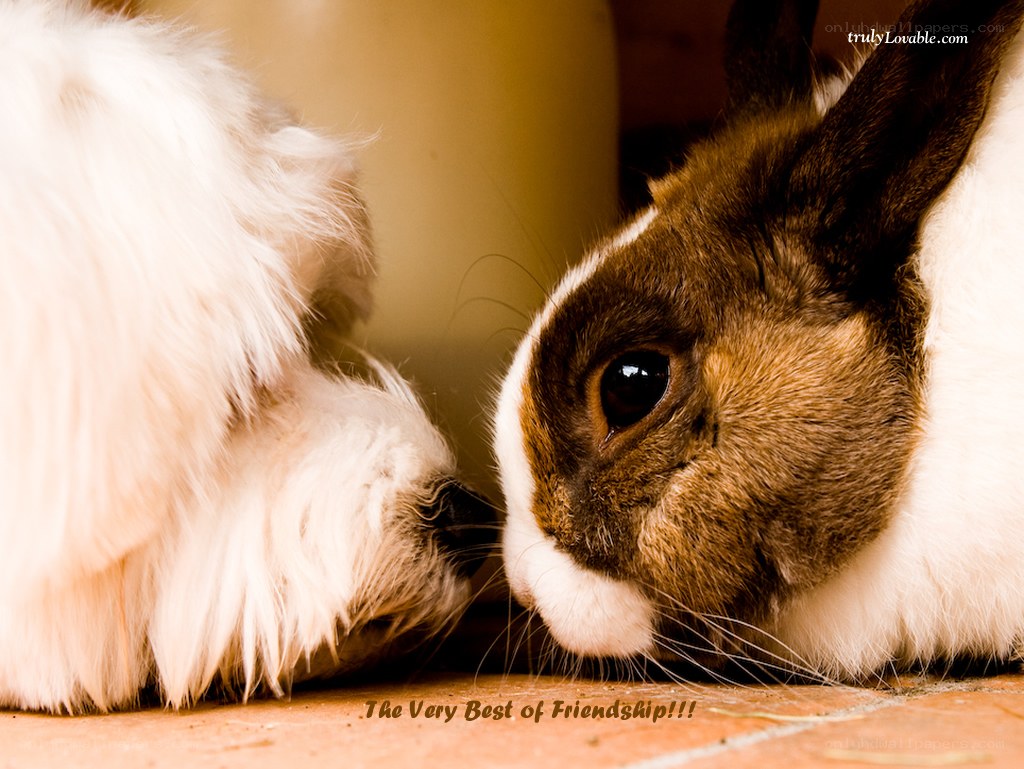 dog and rabbit friendship