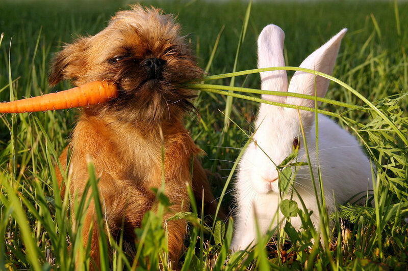 Dog and Rabbit in Grass — Green