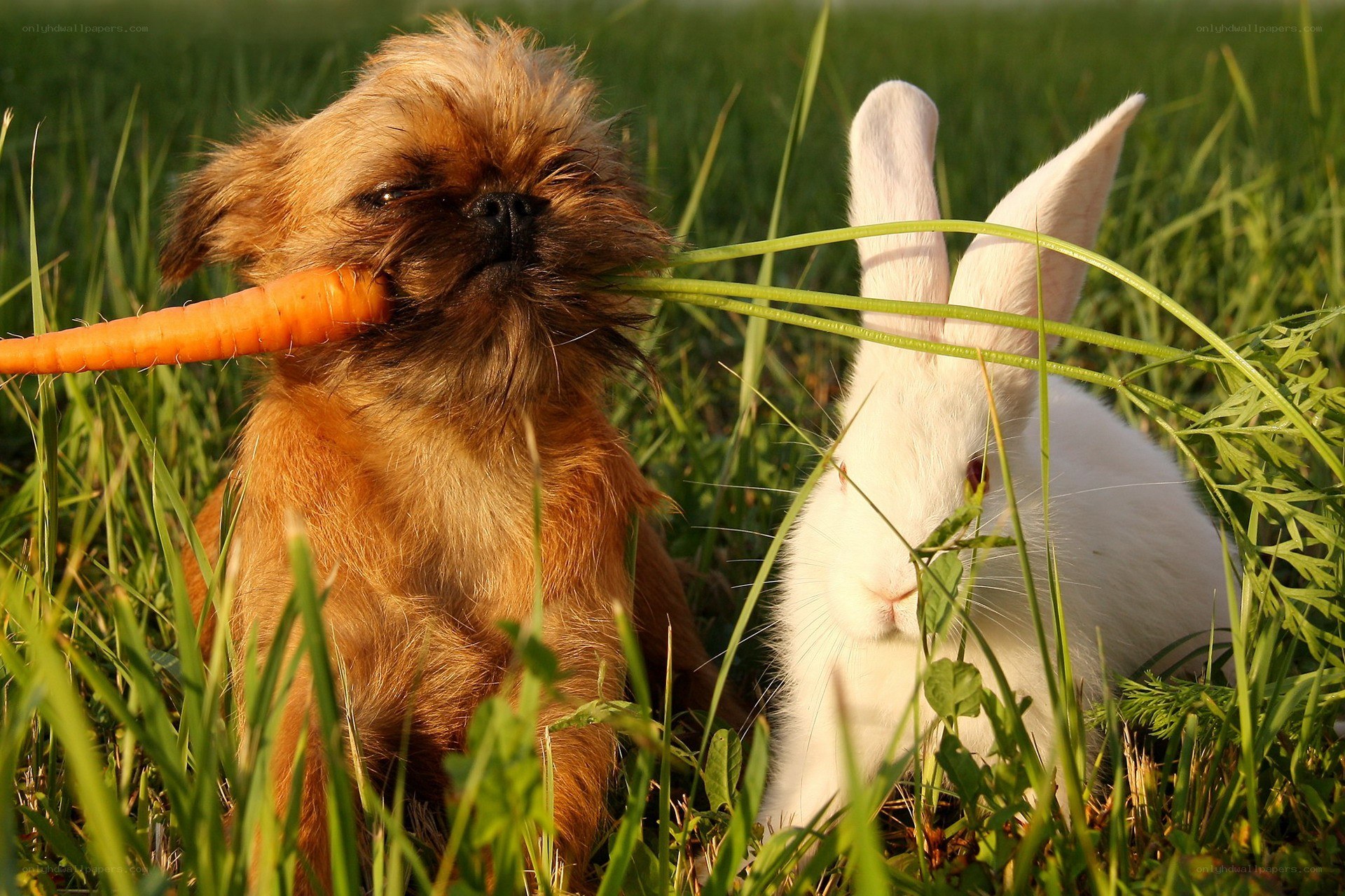 Dog and rabbit in grass
