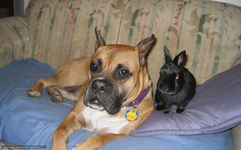 dog and rabbit on couch