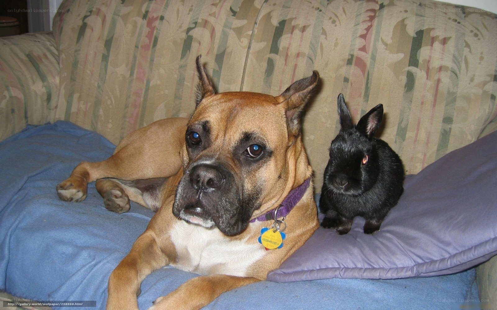 dog and rabbit on couch