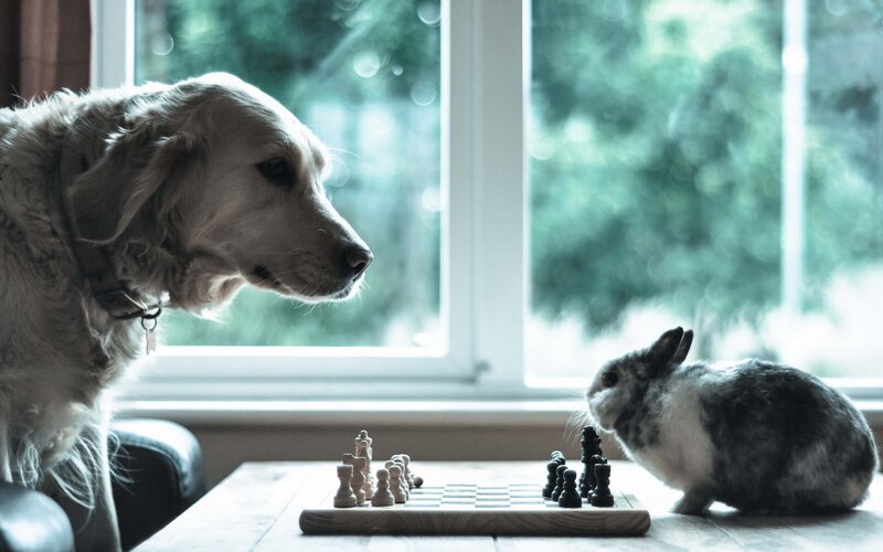 Dog and Rabbit Playing Chess