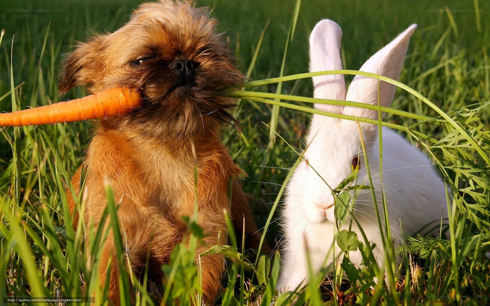 dog and rabbit with carrot