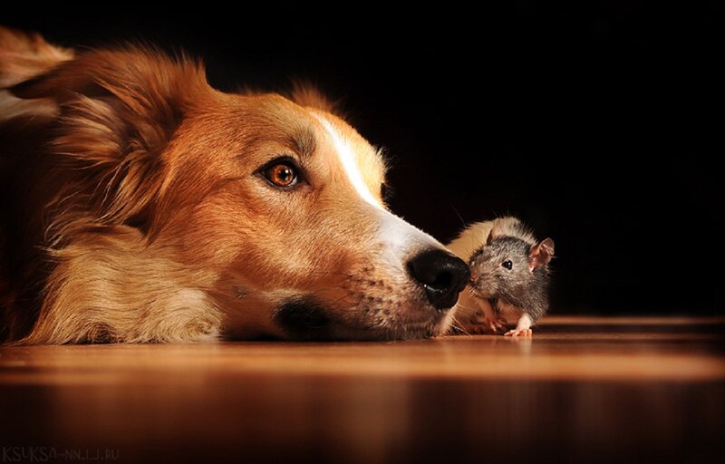Dog and Rat Interaction