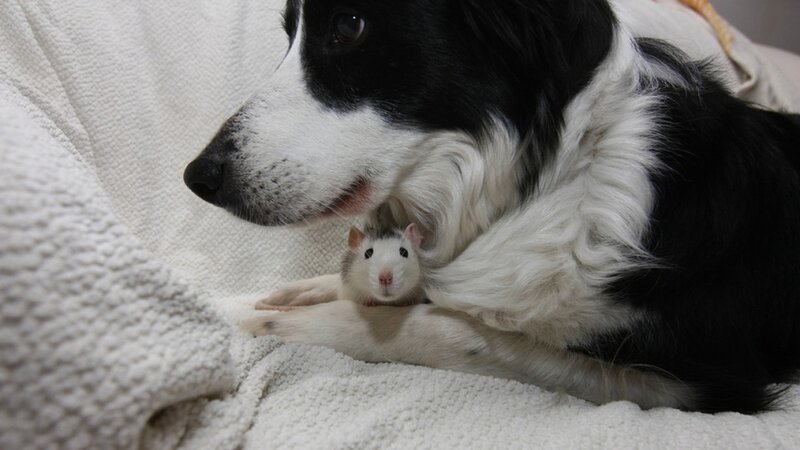 Dog and Rat Together — Black