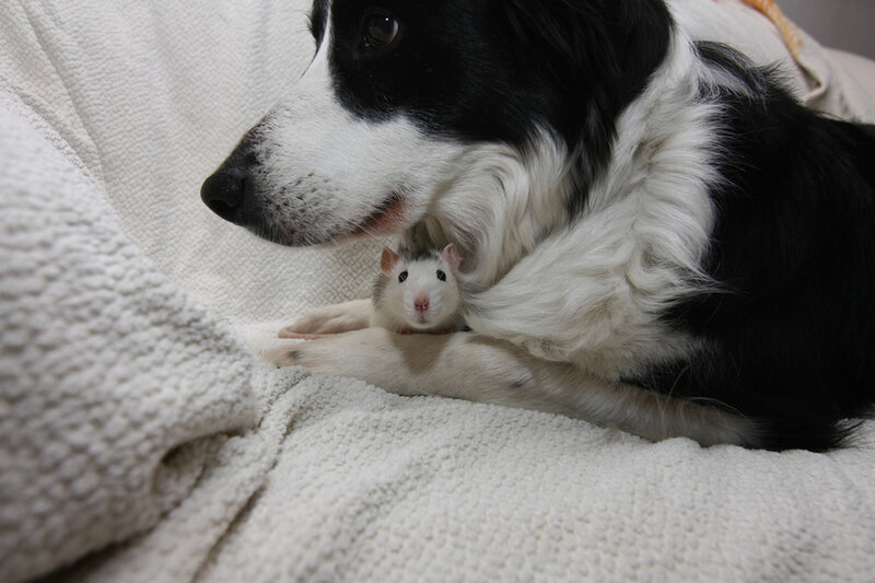 Dog and Rat Together