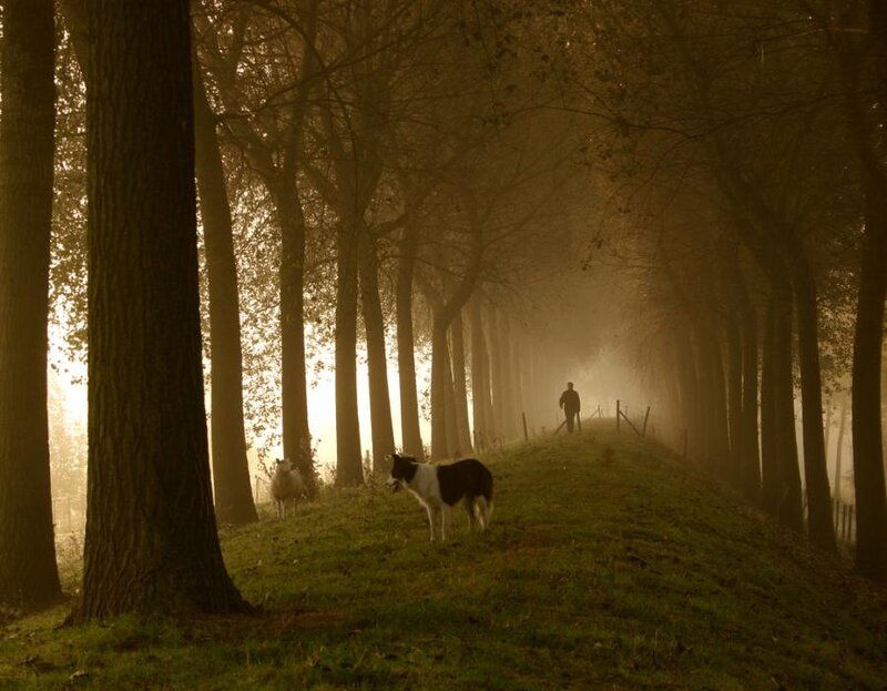 Dog and Sheep in Forest
