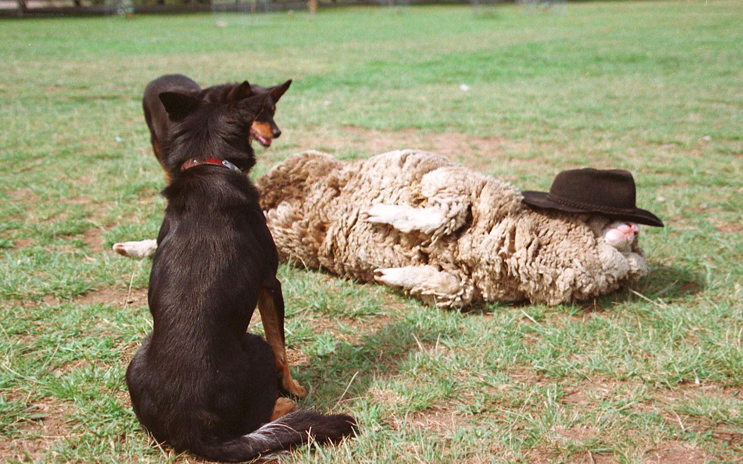 Dog and sheep with hat