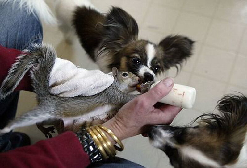 Dog and Squirrel Drinking