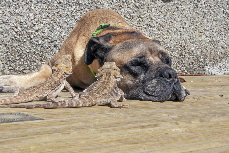 Dog and Two Bearded Dragons