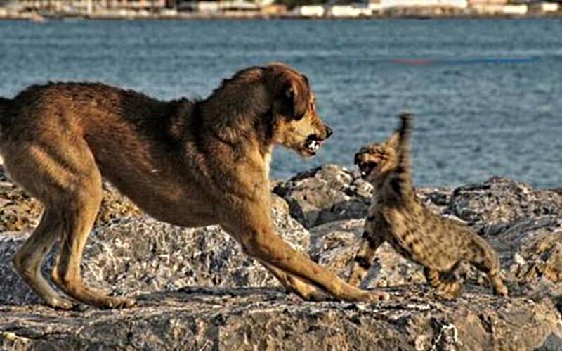 Dog and Wild Cat