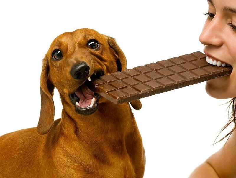 dog and woman eating chocolate