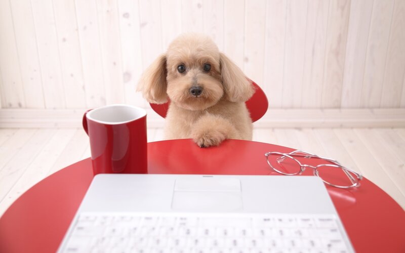 dog at a desk with laptop