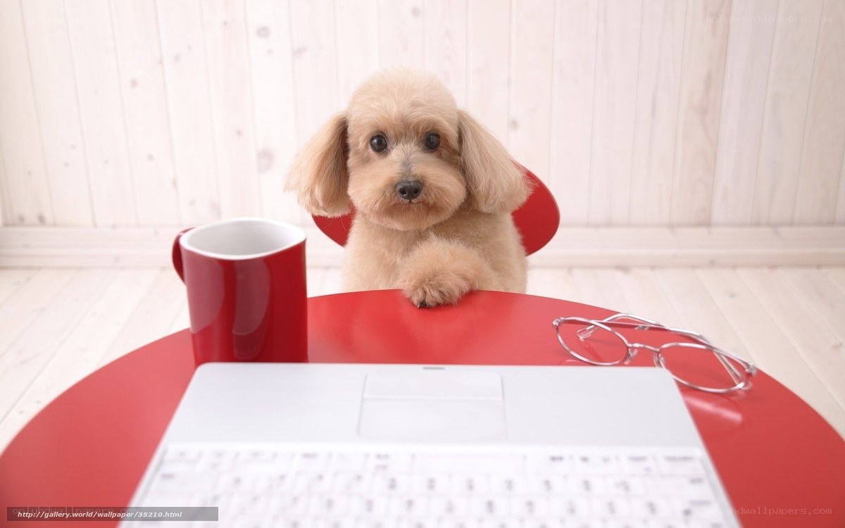 dog at a desk with laptop