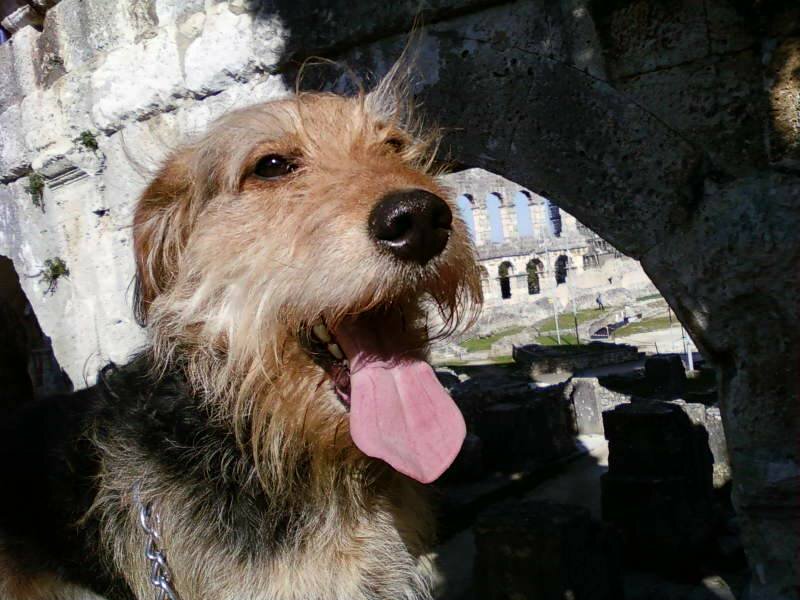 Dog at Ancient Ruins