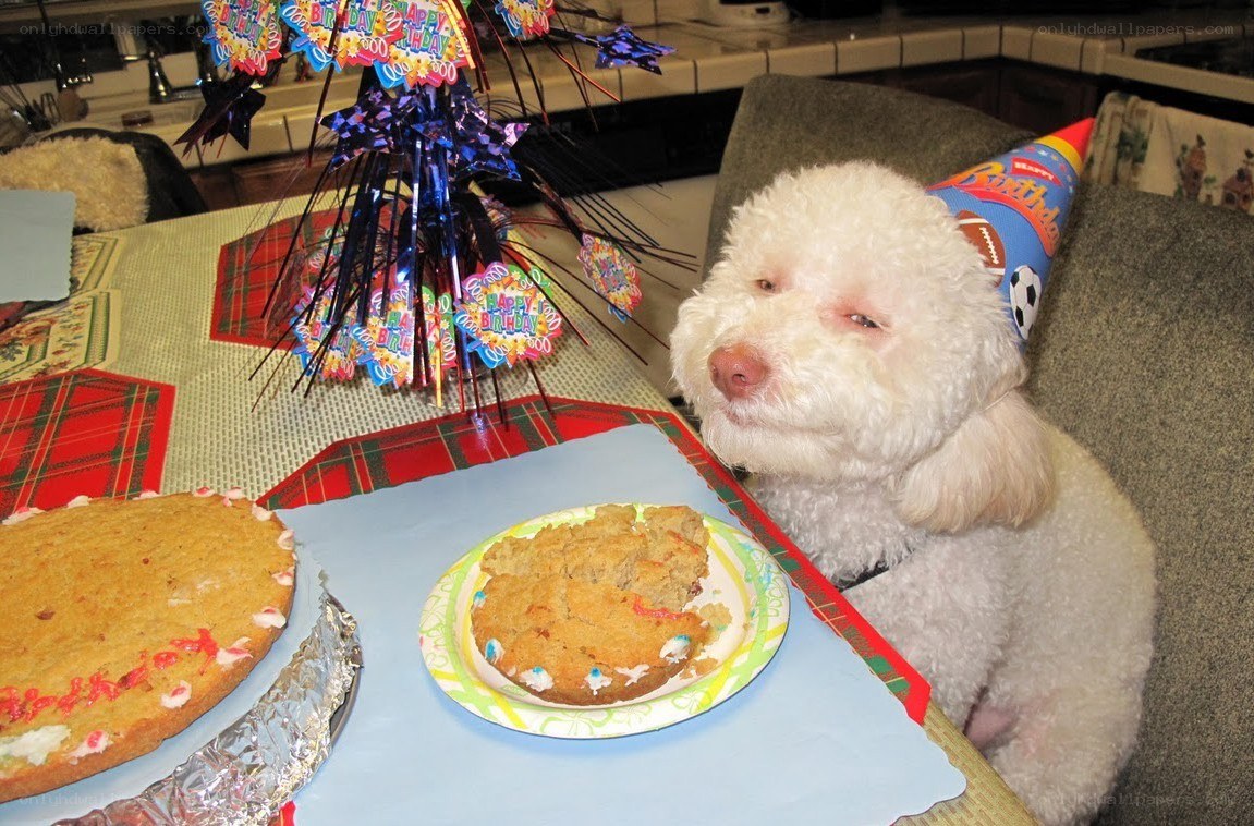 dog at birthday party