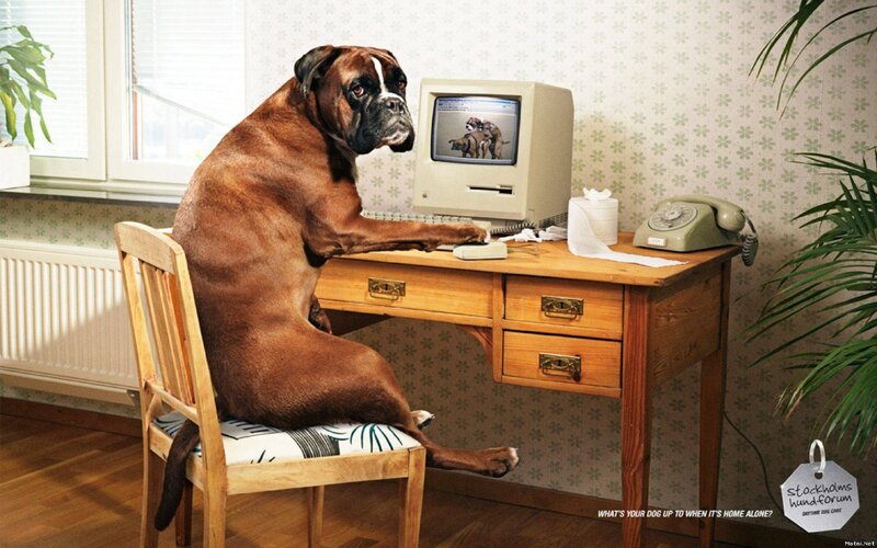 dog at computer desk