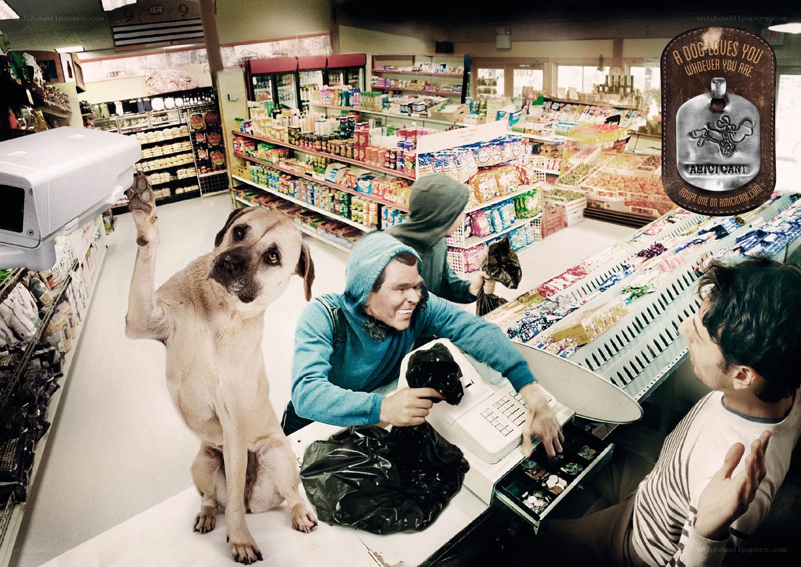 dog at grocery store checkout