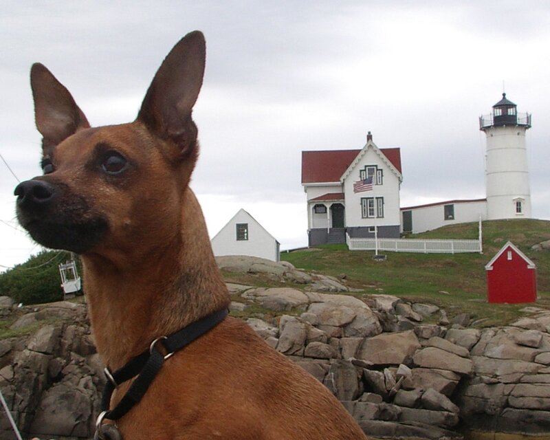 dog at lighthouse