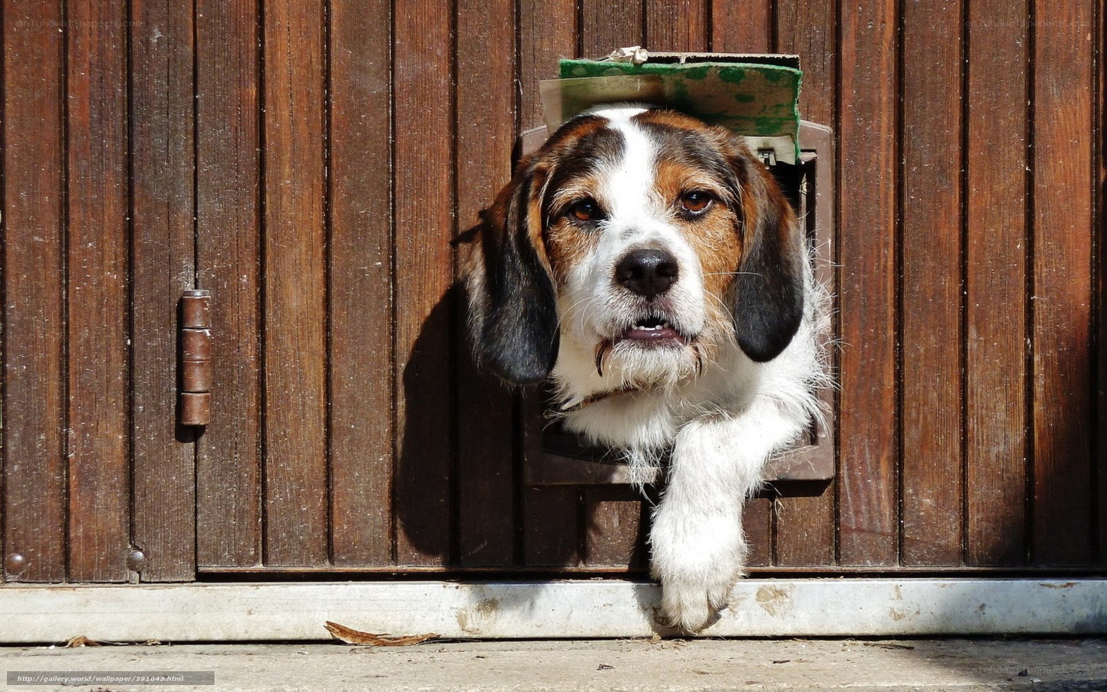 dog at pet door