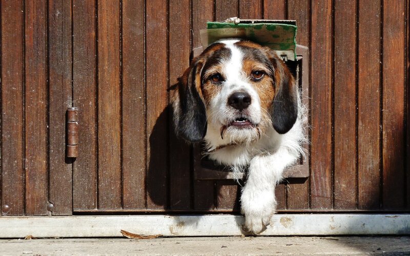 dog at pet door