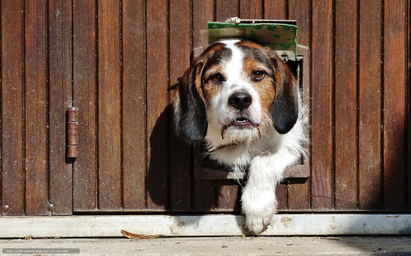 Dog at Pet Door — Brown, Curious