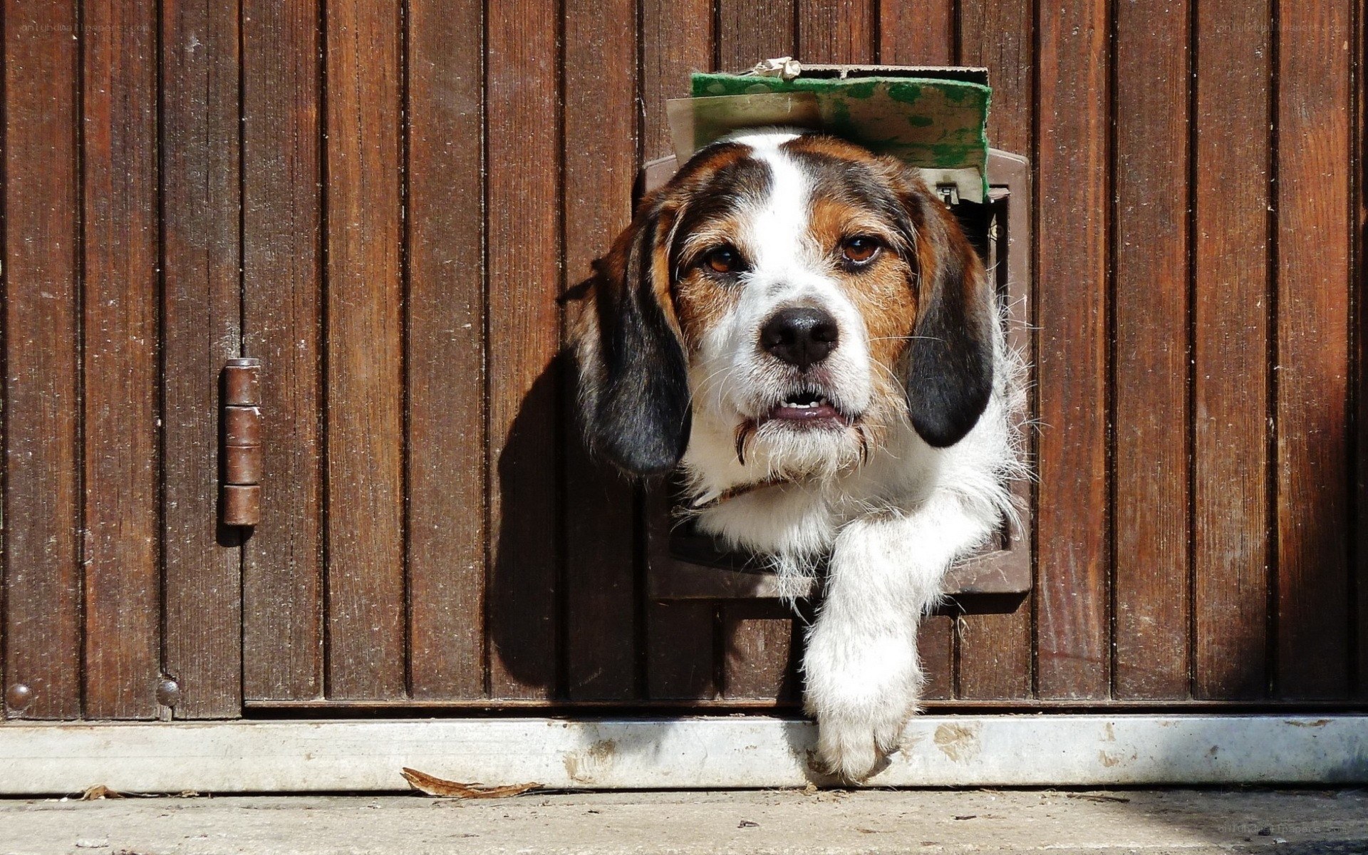 dog at pet door