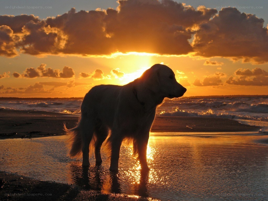 dog at sunset on beach