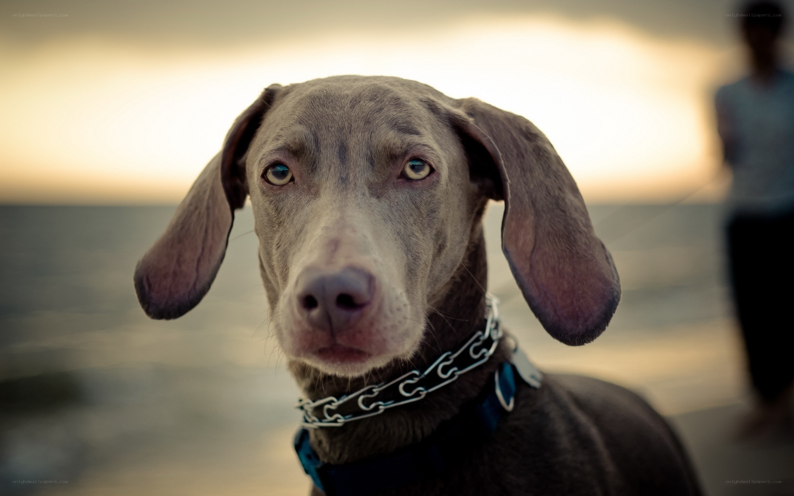 dog at sunset on beach