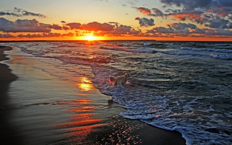 Dog at sunset on the beach
