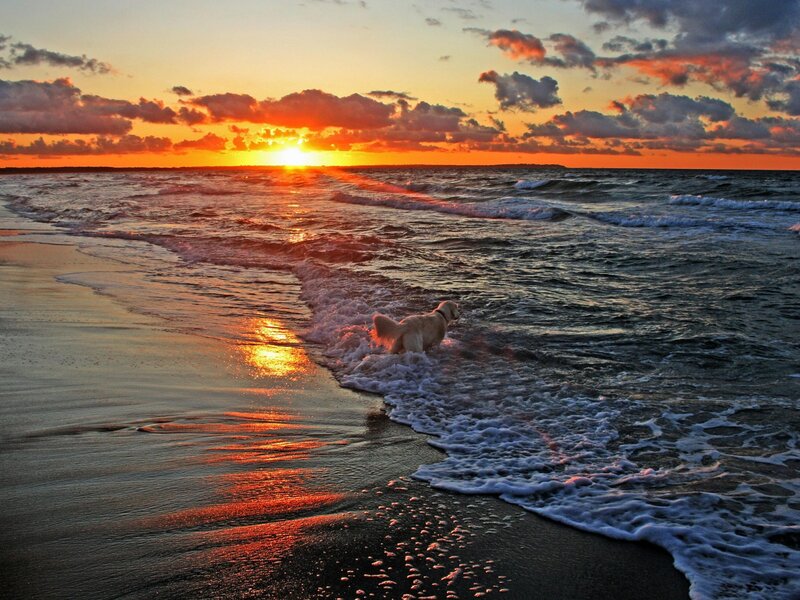 Dog at sunset on the beach