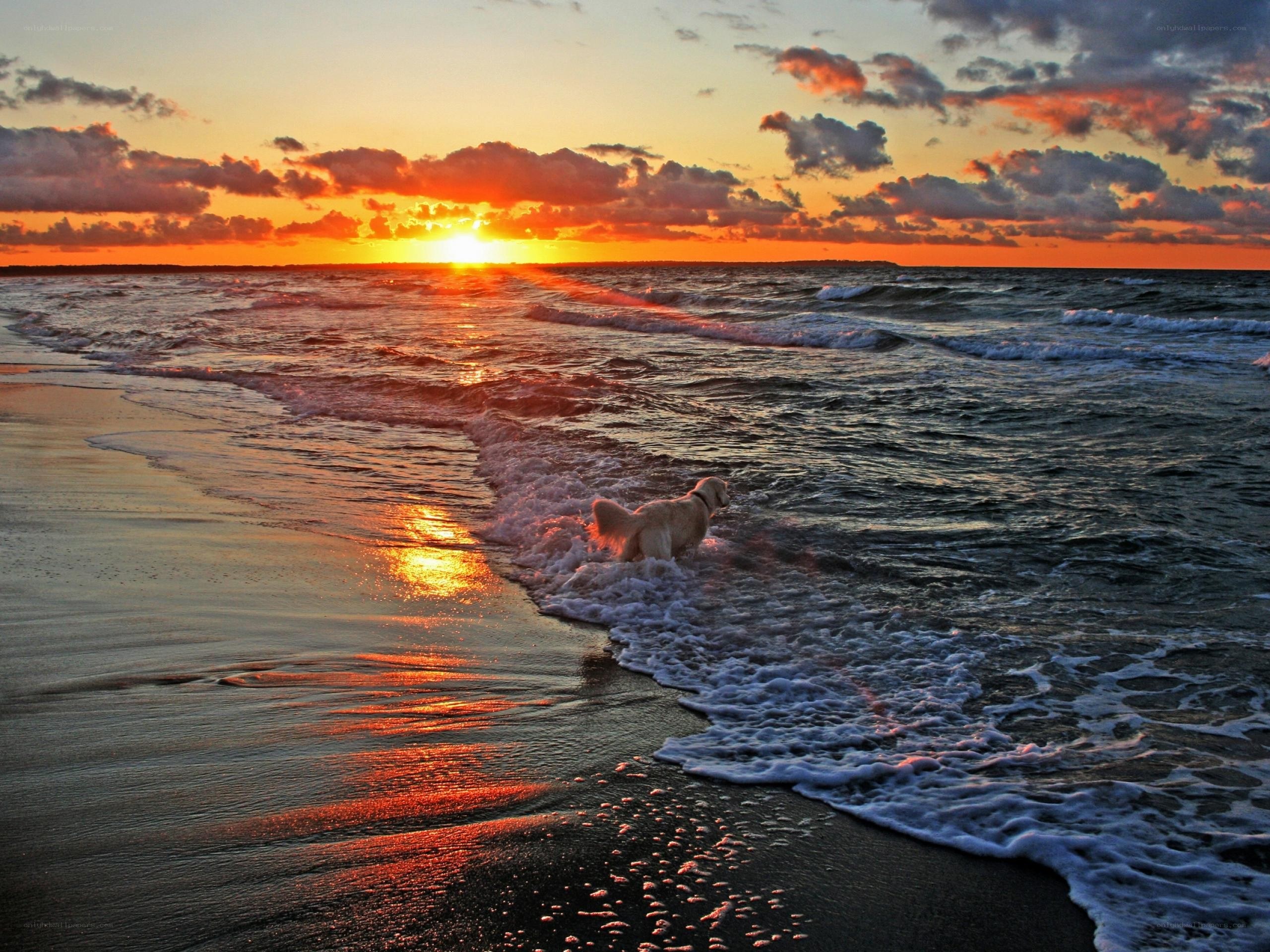 Dog at sunset on the beach