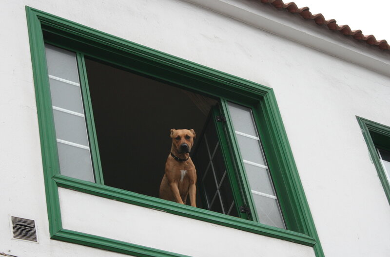 dog at the window
