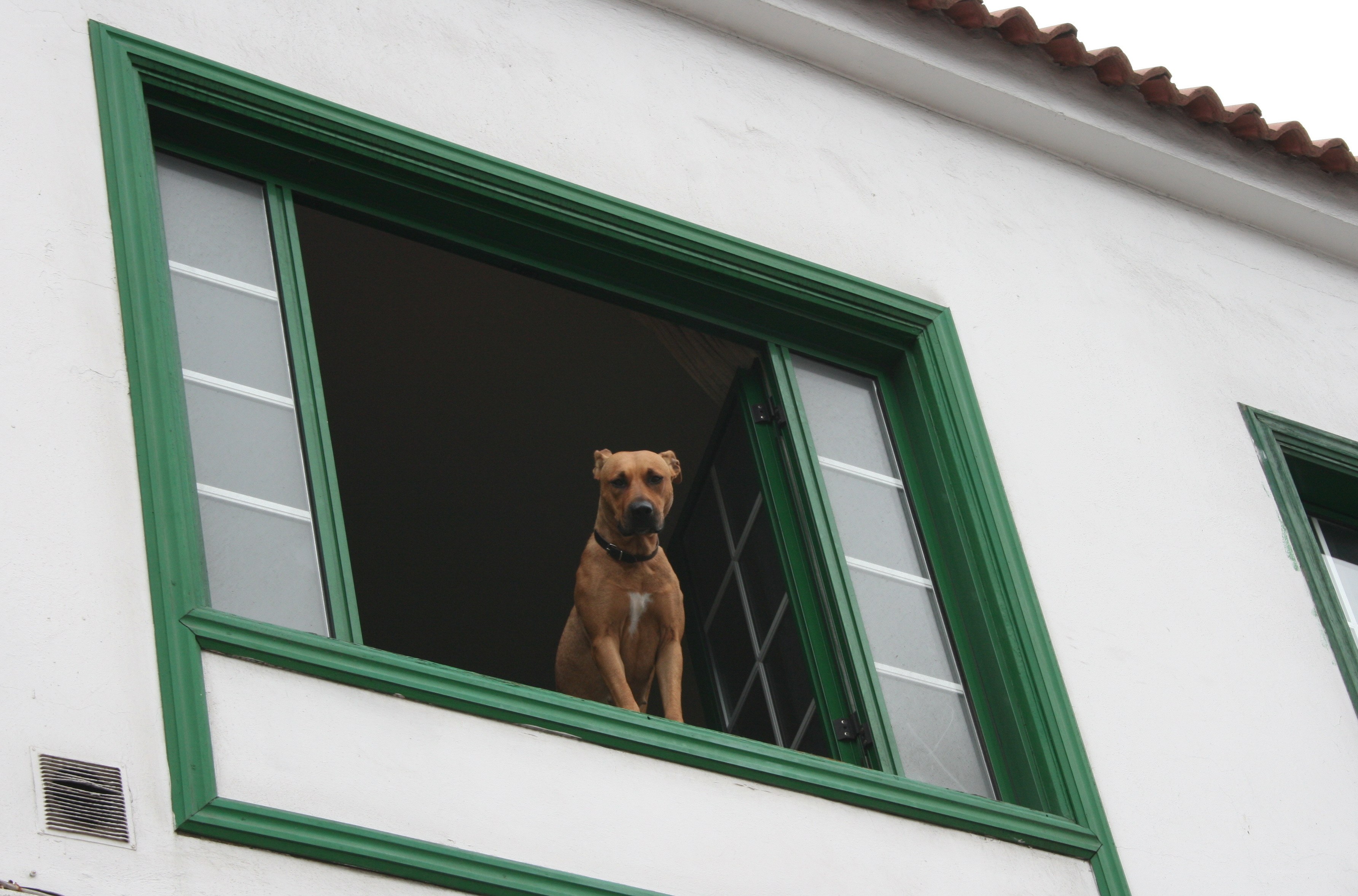 dog at the window