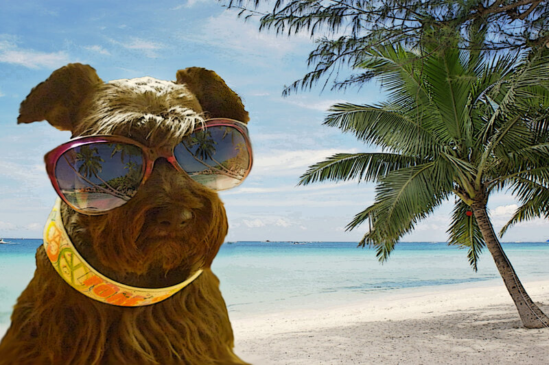 dog at tropical beach