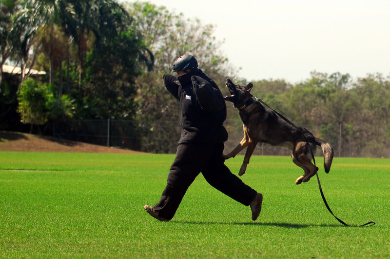 Dog Attacking Trainer