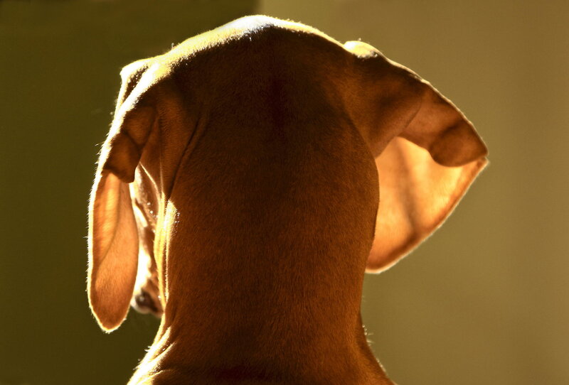 Dog Back View