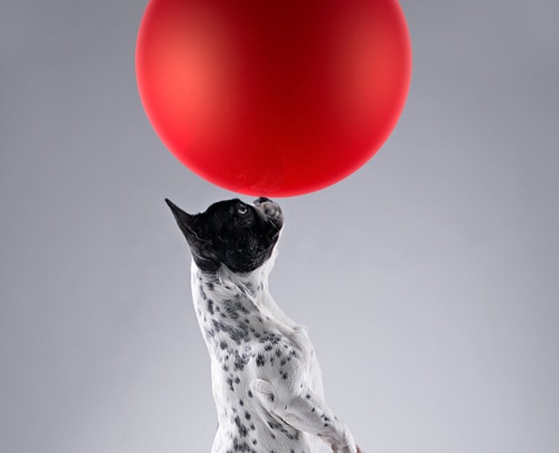 Dog Balancing Ball