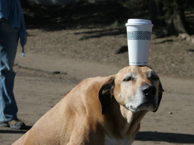 Dog Balancing Cup