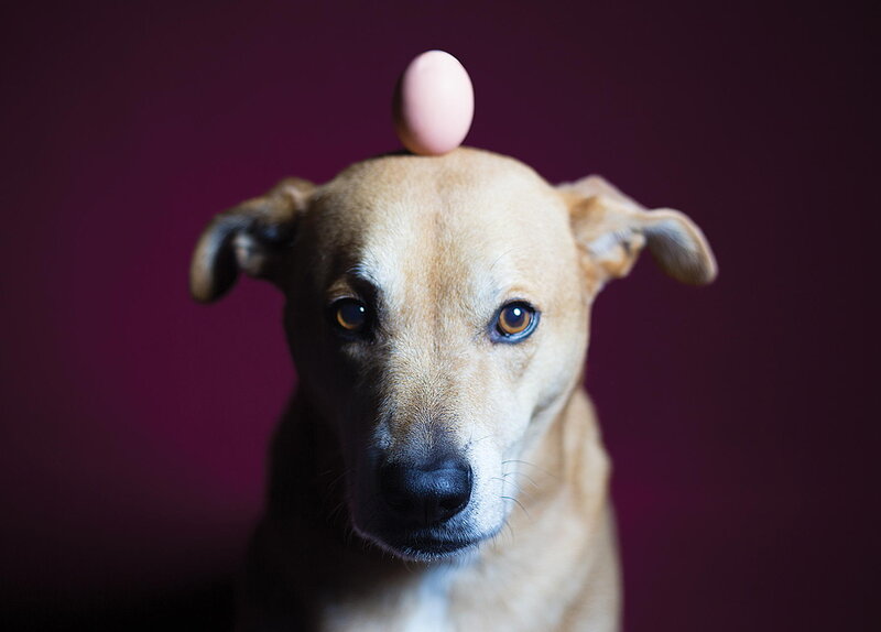 Dog Balancing Egg