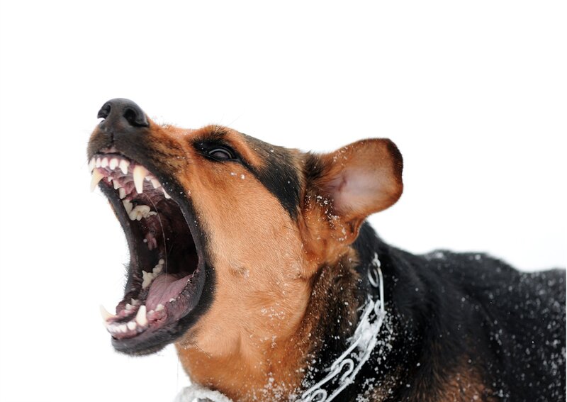 Dog Barking in Snow