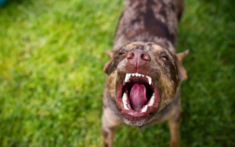 Dog Barking on Grass — Green