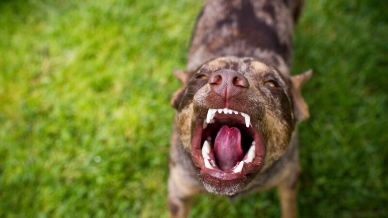 Dog Barking on Grass